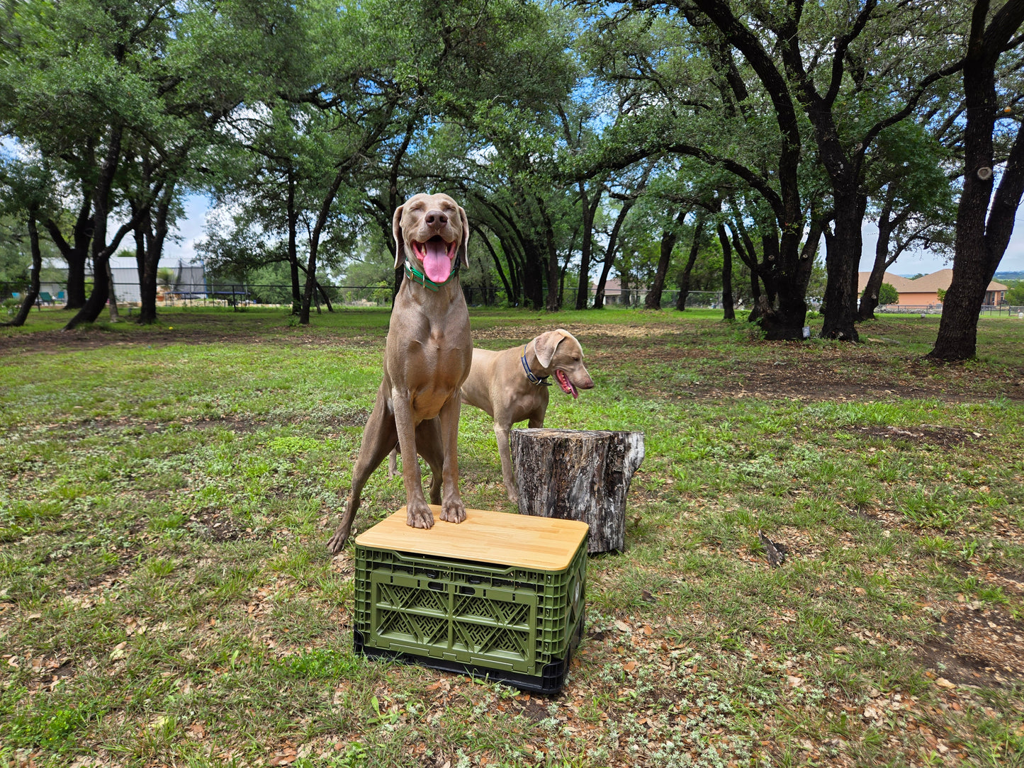 Two T-48 collapsible storage crates with black lids in backyard use