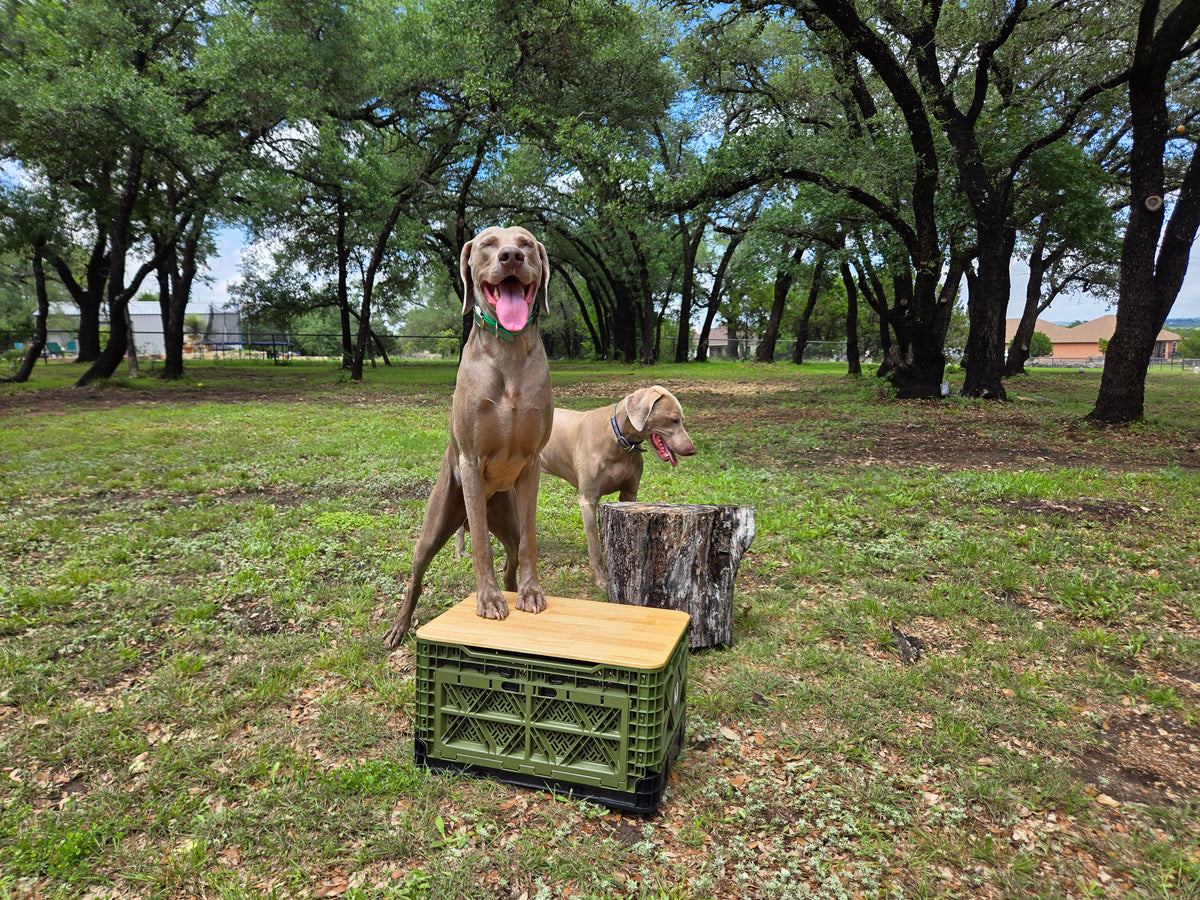 Two T-48 collapsible storage crates with black lids in backyard use